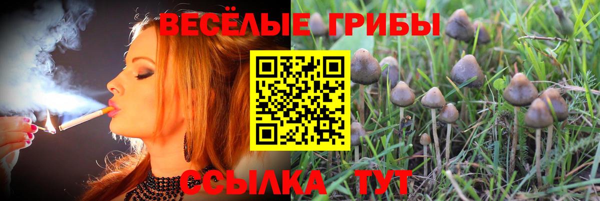 Ейск  Галлюциногенные грибы прущие грибы  Вход с VPN 